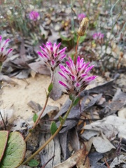 Ptilotus manglesii