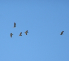 Nycticorax nycticorax nycticorax