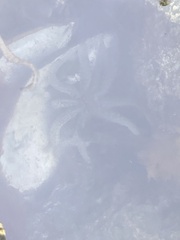 Coscinasterias muricata