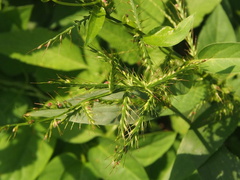 Oplismenus compositus