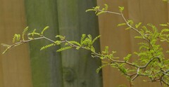 Sophora microphylla