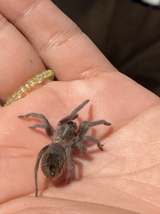 Tliltocatl epicureanus