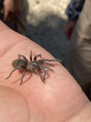 Tliltocatl epicureanus