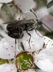Aculeata