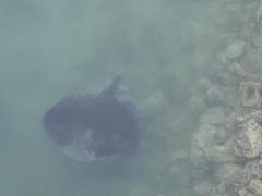 Bathytoshia brevicaudata
