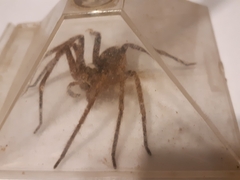 Heteropoda jugulans