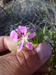 Pelargonium scabrum