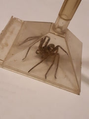 Heteropoda jugulans