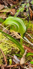 Pterostylis banksii