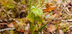 Pterostylis banksii