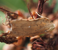 Tortricopsis pyroptis