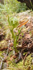 Pterostylis banksii