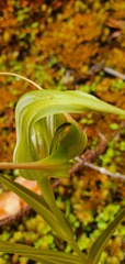 Pterostylis banksii