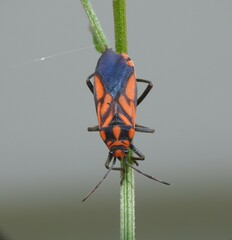 Spilostethus decoratus