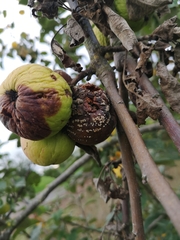 Monilinia fructigena
