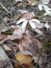 Caladenia cucullata