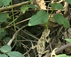 Diploderma micangshanense