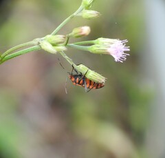 Spilostethus decoratus