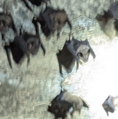 Hipposideros armiger