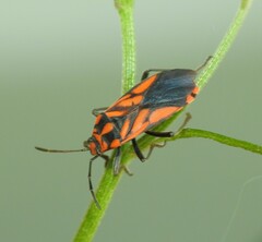Spilostethus decoratus