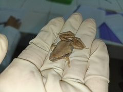 Microhyla achatina