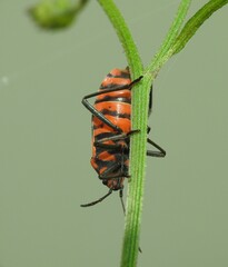 Spilostethus decoratus