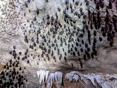 Hipposideros armiger