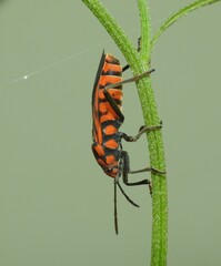 Spilostethus decoratus
