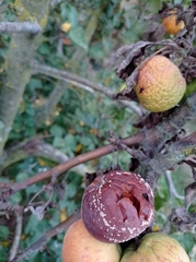 Monilinia fructigena