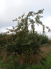 Monilinia fructigena
