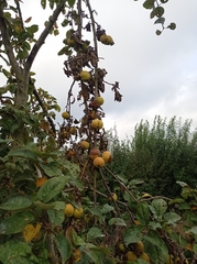 Monilinia fructigena