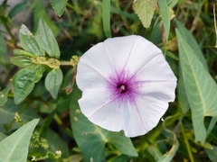 Ipomoea aquatica