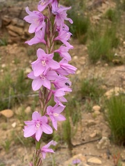 Watsonia marginata
