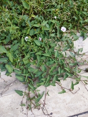 Ipomoea aquatica