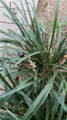 Liriope muscari