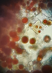 Haematococcus