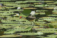 Irediparra gallinacea