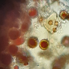 Haematococcus