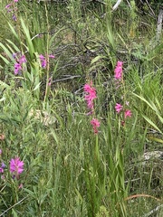 Watsonia marginata