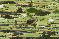 Irediparra gallinacea