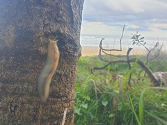 Triboniophorus graeffei