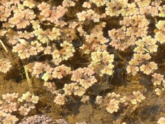Azolla rubra