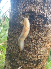 Triboniophorus graeffei