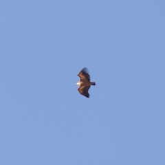 Gyps fulvus
