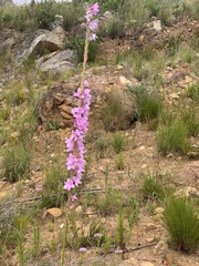Watsonia marginata