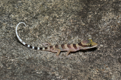 Cyrtodactylus tuberculatus