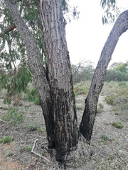 Eucalyptus patens