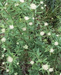 Platysace lanceolata