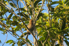 Myzomela obscura