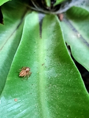 Maratus
